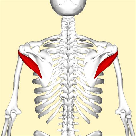 PIENI LIEREÄLIHAS – TERES MINOR 